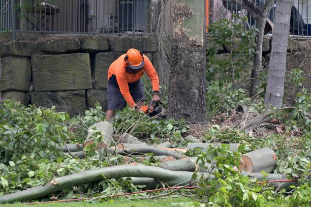 Trusted Buckner, KY Tree Service Experts